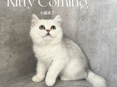-小猫来了·猫舍(红山六九七九店)