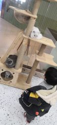 -Moni星球萌宠·小马宝莉·灵蛇·高端高阶全萌宠互动体验俱乐部(红豆国际广场店)