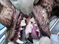 -博特宠物医院24h犬猫全科.骨科·异宠