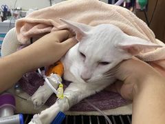 -美联众合动物医院·24h转诊中心