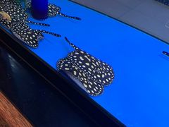 -中环花鸟鱼虫市场