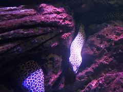 -暹罗海洋世界
