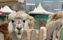 -萌宠亲子动物乐园(槐房万达店)