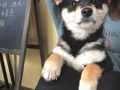 -柴犬高等学院·狗咖·柴犬售卖·宠物训练