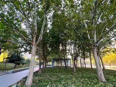 -大望京公园