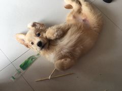 -1013 PET SHOP 宠物商店(近铁城市广场店)