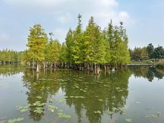 -白鹭湾湿地公园