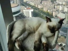 -喵店&猫咖