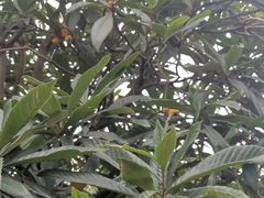 -塘栖枇杷特色园区