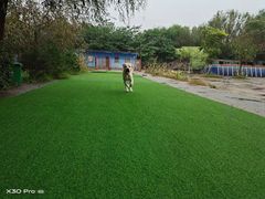-宠物寄养训练学校