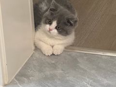 -欣宠猫屋·矮脚拿破仑·蓝金金渐层