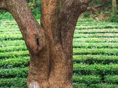 -敬亭山风景名胜区