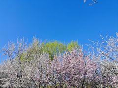 -桃花堤公园