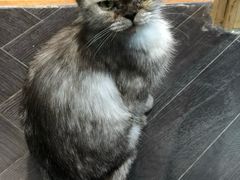 -猫色咖啡·猫咖