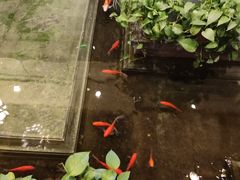 -旺顺阁鱼头泡饼(小红门店)