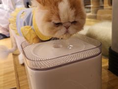 -啵啵喵·猫咖(攀华国际店)