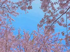 -顾村公园