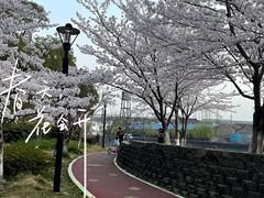 -高东镇樱花园