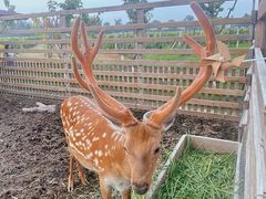 -安德鲁户外烧烤帐篷营地(马泉营店)