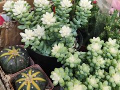 -循礼门鲜花花市(武汉循礼门店)