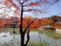 -嘉定紫藤园