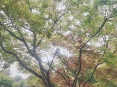 -桂湖森林公园