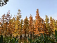 -白鹭湾湿地公园