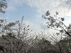 -南山植物园