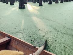 -渌洋湖湿地公园