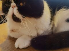 -平行世界·猫咖(首经贸店)