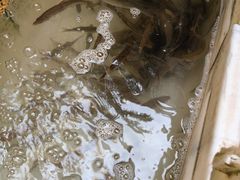 -稻香村鱼庄