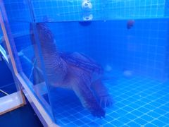 -金彤川菜(西稍门店)
