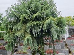 -广州神农草堂中医药博物馆