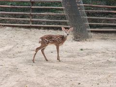 -石家庄市动物园