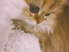 -欣宠猫屋·矮脚拿破仑·蓝金金渐层