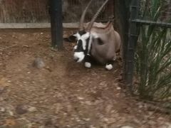 -清迈夜间动物园