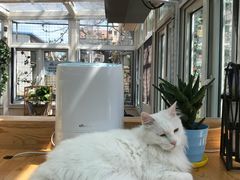 -猫小院猫主题咖啡厅(北锣店)