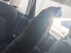 -芭比堂动物医院·CT·微创中心(新顺分院)