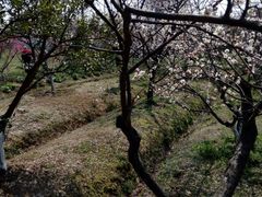 -林屋梅海青梅保护基地