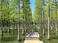 -泗洪洪泽湖湿地景区