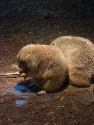 -Zoolung Zoolung动物主题公园(海信广场店)