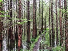 -桤木河湿地公园