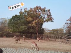 -常州淹城野生动物世界