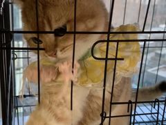 -喵百万·布偶·蓝金金渐层英短·猫舍(百子湾店)