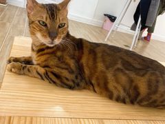 -李小姐の猫咖啡馆(五角场店)