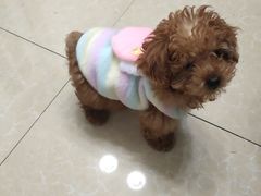 -翊宠yipet猫狗购宠庄园犬舍•猫舍