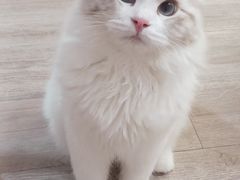 -柴迷FANS CLUB·柴犬狗咖·猫咖