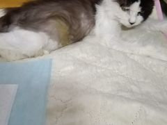 -纳吉亚猫专科动物诊疗中心(蒋宅口分院)