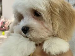 -翊宠yipet猫狗购宠庄园犬舍•猫舍