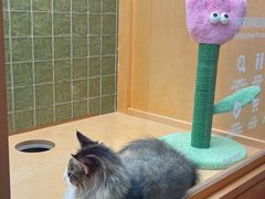 -帕帕拉兹宠物(亚洲旗舰店)